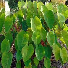 10 Plantes Exotiques Et Rustiques Pour Jardin Jungle Plante Exotique Arbre Exotique Jardin Rustique