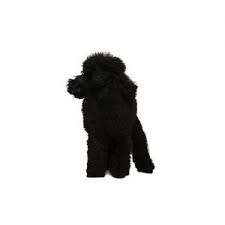 Maybe you would like to learn more about one of these? Poodle Puppies Petland Dallas Tx