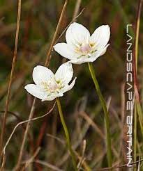 British Wild Flowers Grass Of Parnassus British Wild Flowers Wild Flowers Plants