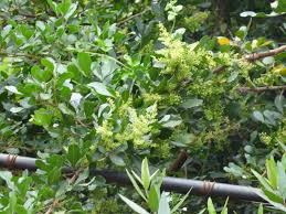 Image result for Searsia quartiniana