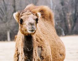 You spiritually blind guides, who strain out a gnat consuming yourselves with miniscule matters and swallow a camel ignoring and violating god's precepts! Swallowing The Camel Legalism Jesus Without Baggage