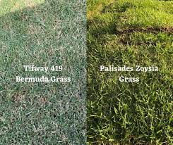 Maybe you would like to learn more about one of these? Should You Pick Bermuda Grass Or Zoysia Grass Sod Houston Grass