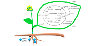 Plants that reproduce using seeds are: Plants Review Quiz For 5th Grade Science Proprofs Quiz