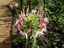 Image result for Cleome bororensis