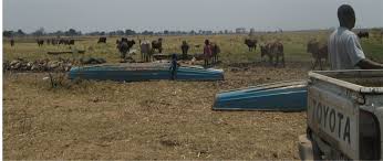 Image result for Craterosiphon quarrei