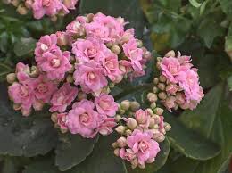 How To Care For A Kalanchoe Plant Kalanchoe Flowers Plants Flowering Succulents