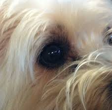 Look At Those Beautiful Brown Eyes White Terrier West Highland White Terrier Westies