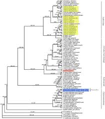 Image result for Megalochlamys revoluta