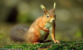 Punky The Red Squirrel Shows Off His Bright Blonde Tufts The Cheeky Rodent Become Popular After His Pictures Were Posted On Red Squirrel Squirrel Fox Squirrel