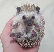 We hope the large hedgehogs will be available for order! Pin On Hedgehog