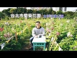在台北市區也有蜀葵花園 就在古亭河濱公園交通便利 想看蜀葵花海不用特地跑到中 南部了 youtube make it yourself instagram try again
