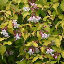 Image result for Kolkwitzia amabilis