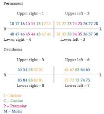 6 Teeth Numbers Chart Divided Into 4 Quadrants Teeth