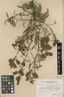 Image result for Combretum xanthothyrsum