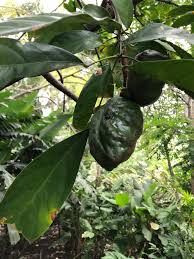 Image result for Cola pierlotii