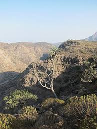 Image result for Ptycholobium plicatum