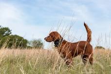 Intermediate Seminar, October 17-18, 2026 at Smith Kennels