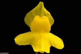 Image result for Utricularia subulata