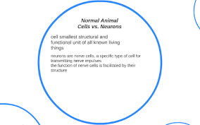 Well… except eggs… the largest animal cell is an unfertilized ostrich egg, which weighs around 1.5 animal cells can also have vacuoles, but they are much smaller than the large central vacuole in plant cells and there are multiple of them and they. Normal Animal Cells Vs Neurons By James Blood