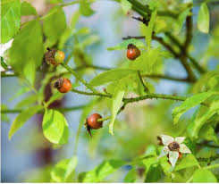 Image result for Grona setigera