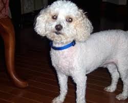 Ideal for toy poodles it is characterized by hairless legs with pompoms just above the paws. Toy Poodle Dog Breed Information And Pictures 1