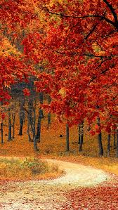 Entdecke rezepte, einrichtungsideen, stilinterpretationen und andere ideen zum ausprobieren. Beautiful Autumn Road Trees 4k Ultra Hd Mobile Wallpaper Fall Wallpaper Background Images Landscape Photography Nature