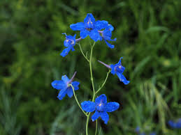 Image result for Delphinium leroyi