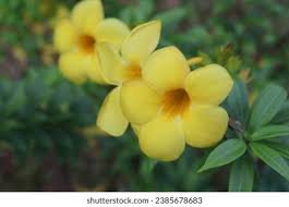 Image result for Gelsemiaceae