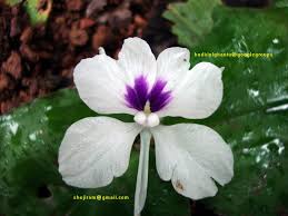 Image result for Gnidia chrysantha