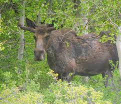 Nevada's moose population grows to more than 100