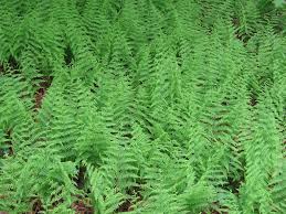 Ferns near Coast Guard Beach