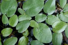 Image result for Caldesia parnassifolia
