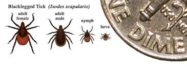 Lyme Disease Doh