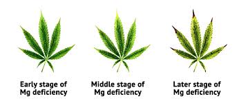 Magnesium Deficiency In Cannabis Plants How To Spot It