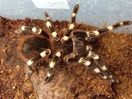 Rspca Needs To Rehome 200 Tarantulas Tarantula Funny Animal Pictures Spider