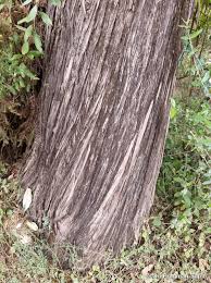 Image result for Juniperus procera