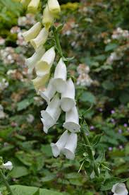 White-flowered foxglove