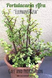 Portulacaria Afra Elephant Bush Care Types And Propagation Plant Care Houseplant Planting Succulents Plants