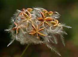 And immense vines that can cover fences, sheds, and gazebos.although the word clematis usually conjures up the image of a. Clematis Flammula L Brennende Waldrebe Botanischer Garten