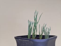 Image result for Drimia elata