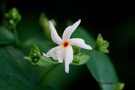 Shiuli Not Shefali Flora Flowers Beautiful Flowers Garden Beautiful Flowers
