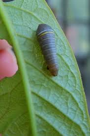 We did not find results for: Zebra Swallowtail Caterpillar Frecklejuice27 Flickr