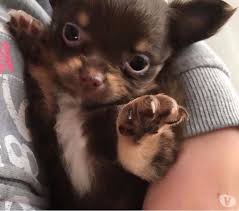 Pin Op Chiens