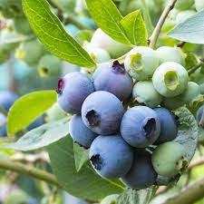 Buy o'neal blueberry online from the nursery wholesalers and save big! Blueberry O Neal 15cm Berries Garden World Nursery