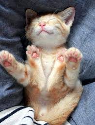 Pin By Christine Gotze On Tiere Cute Cats Cute Animals Happy Cat