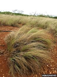 Image result for Eragrostis olivacea