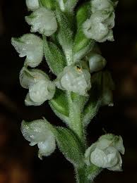 Image result for Goodyera