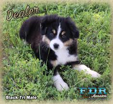 Black And Brown Australian Shepherd Puppy Dealer Is A Mini Black Tri Male Aussie Australian Shepherd Australian Shepherd Puppies Toy Australian Shepherd