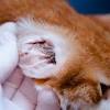 In this article how are ear infections in cats treated? Https Encrypted Tbn0 Gstatic Com Images Q Tbn And9gcrgdfxdrwucrz2hvv1b4xtjfz456gb U Yhaw2gnpd5nlyxl1xu Usqp Cau