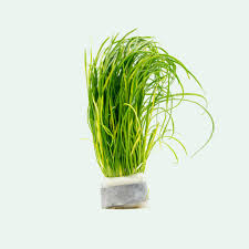 Image result for Isoetes